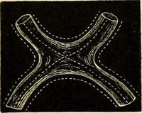 An illustration from Handbook of physiology : for students and practitioners of medicine / by Austin Flint ... with two hundred and forty-seven illustrations in the text--including four in colors--and an atlas of sixteen color-plates, including forty-eight original figures taken from actual stained microscopical preparation. (1905)