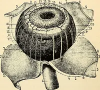 An illustration from Handbook of physiology : for students and practitioners of medicine / by Austin Flint ... with two hundred and forty-seven illustrations in the text--including four in colors--and an atlas of sixteen color-plates, including forty-eight original figures taken from actual stained microscopical preparation. (1905)