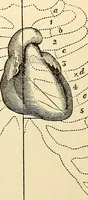 An illustration from Handbook of physiology : for students and practitioners of medicine / by Austin Flint ... with two hundred and forty-seven illustrations in the text--including four in colors--and an atlas of sixteen color-plates, including forty-eight original figures taken from actual stained microscopical preparation. (1905)