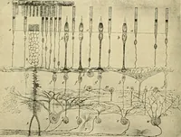 An illustration from Handbook of physiology : for students and practitioners of medicine / by Austin Flint ... with two hundred and forty-seven illustrations in the text--including four in colors--and an atlas of sixteen color-plates, including forty-eight original figures taken from actual stained microscopical preparation. (1905)