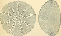 An illustration from Handbook of physiology : for students and practitioners of medicine / by Austin Flint ... with two hundred and forty-seven illustrations in the text--including four in colors--and an atlas of sixteen color-plates, including forty-eight original figures taken from actual stained microscopical preparation. (1905)