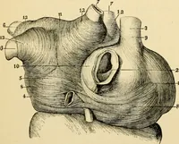 An illustration from Handbook of physiology : for students and practitioners of medicine / by Austin Flint ... with two hundred and forty-seven illustrations in the text--including four in colors--and an atlas of sixteen color-plates, including forty-eight original figures taken from actual stained microscopical preparation. (1905)