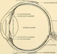 An illustration from Handbook of physiology : for students and practitioners of medicine / by Austin Flint ... with two hundred and forty-seven illustrations in the text--including four in colors--and an atlas of sixteen color-plates, including forty-eight original figures taken from actual stained microscopical preparation. (1905)