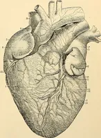 Picture 19 of 214 from Handbook of physiology : for students and practitioners of medicine / by Austin Flint ... with two hundred and forty-seven illustrations in the text--including four in colors--and an atlas of sixteen color-plates, including forty-eight original figures taken from actual stained microscopical preparation. (1905), leaf 71