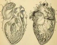 Picture 20 of 214 from Handbook of physiology : for students and practitioners of medicine / by Austin Flint ... with two hundred and forty-seven illustrations in the text--including four in colors--and an atlas of sixteen color-plates, including forty-eight original figures taken from actual stained microscopical preparation. (1905), leaf 72