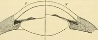An illustration from Handbook of physiology : for students and practitioners of medicine / by Austin Flint ... with two hundred and forty-seven illustrations in the text--including four in colors--and an atlas of sixteen color-plates, including forty-eight original figures taken from actual stained microscopical preparation. (1905)