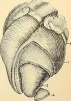 An illustration from Handbook of physiology : for students and practitioners of medicine / by Austin Flint ... with two hundred and forty-seven illustrations in the text--including four in colors--and an atlas of sixteen color-plates, including forty-eight original figures taken from actual stained microscopical preparation. (1905)