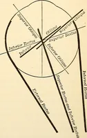 Picture 152 of 214 from Handbook of physiology : for students and practitioners of medicine / by Austin Flint ... with two hundred and forty-seven illustrations in the text--including four in colors--and an atlas of sixteen color-plates, including forty-eight original figures taken from actual stained microscopical preparation. (1905), leaf 739