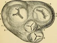 An illustration from Handbook of physiology : for students and practitioners of medicine / by Austin Flint ... with two hundred and forty-seven illustrations in the text--including four in colors--and an atlas of sixteen color-plates, including forty-eight original figures taken from actual stained microscopical preparation. (1905)
