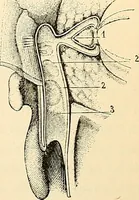 An illustration from Handbook of physiology : for students and practitioners of medicine / by Austin Flint ... with two hundred and forty-seven illustrations in the text--including four in colors--and an atlas of sixteen color-plates, including forty-eight original figures taken from actual stained microscopical preparation. (1905)