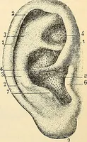Picture 154 of 214 from Handbook of physiology : for students and practitioners of medicine / by Austin Flint ... with two hundred and forty-seven illustrations in the text--including four in colors--and an atlas of sixteen color-plates, including forty-eight original figures taken from actual stained microscopical preparation. (1905), leaf 751