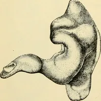 An illustration from Handbook of physiology : for students and practitioners of medicine / by Austin Flint ... with two hundred and forty-seven illustrations in the text--including four in colors--and an atlas of sixteen color-plates, including forty-eight original figures taken from actual stained microscopical preparation. (1905)