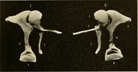 An illustration from Handbook of physiology : for students and practitioners of medicine / by Austin Flint ... with two hundred and forty-seven illustrations in the text--including four in colors--and an atlas of sixteen color-plates, including forty-eight original figures taken from actual stained microscopical preparation. (1905)