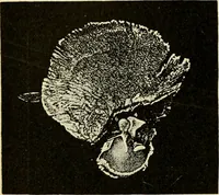 An illustration from Handbook of physiology : for students and practitioners of medicine / by Austin Flint ... with two hundred and forty-seven illustrations in the text--including four in colors--and an atlas of sixteen color-plates, including forty-eight original figures taken from actual stained microscopical preparation. (1905)