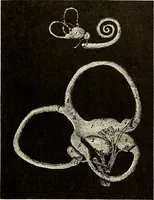 An illustration from Handbook of physiology : for students and practitioners of medicine / by Austin Flint ... with two hundred and forty-seven illustrations in the text--including four in colors--and an atlas of sixteen color-plates, including forty-eight original figures taken from actual stained microscopical preparation. (1905)