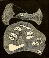 An illustration from Handbook of physiology : for students and practitioners of medicine / by Austin Flint ... with two hundred and forty-seven illustrations in the text--including four in colors--and an atlas of sixteen color-plates, including forty-eight original figures taken from actual stained microscopical preparation. (1905)
