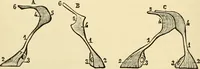 An illustration from Handbook of physiology : for students and practitioners of medicine / by Austin Flint ... with two hundred and forty-seven illustrations in the text--including four in colors--and an atlas of sixteen color-plates, including forty-eight original figures taken from actual stained microscopical preparation. (1905)