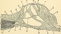 An illustration from Handbook of physiology : for students and practitioners of medicine / by Austin Flint ... with two hundred and forty-seven illustrations in the text--including four in colors--and an atlas of sixteen color-plates, including forty-eight original figures taken from actual stained microscopical preparation. (1905)
