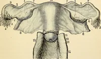Picture 166 of 214 from Handbook of physiology : for students and practitioners of medicine / by Austin Flint ... with two hundred and forty-seven illustrations in the text--including four in colors--and an atlas of sixteen color-plates, including forty-eight original figures taken from actual stained microscopical preparation. (1905), leaf 793