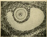 An illustration from Handbook of physiology : for students and practitioners of medicine / by Austin Flint ... with two hundred and forty-seven illustrations in the text--including four in colors--and an atlas of sixteen color-plates, including forty-eight original figures taken from actual stained microscopical preparation. (1905)