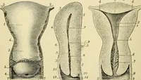 An illustration from Handbook of physiology : for students and practitioners of medicine / by Austin Flint ... with two hundred and forty-seven illustrations in the text--including four in colors--and an atlas of sixteen color-plates, including forty-eight original figures taken from actual stained microscopical preparation. (1905)