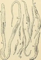 Picture 168 of 214 from Handbook of physiology : for students and practitioners of medicine / by Austin Flint ... with two hundred and forty-seven illustrations in the text--including four in colors--and an atlas of sixteen color-plates, including forty-eight original figures taken from actual stained microscopical preparation. (1905), leaf 799