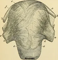 An illustration from Handbook of physiology : for students and practitioners of medicine / by Austin Flint ... with two hundred and forty-seven illustrations in the text--including four in colors--and an atlas of sixteen color-plates, including forty-eight original figures taken from actual stained microscopical preparation. (1905)