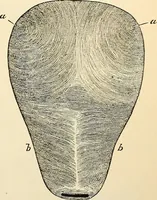 An illustration from Handbook of physiology : for students and practitioners of medicine / by Austin Flint ... with two hundred and forty-seven illustrations in the text--including four in colors--and an atlas of sixteen color-plates, including forty-eight original figures taken from actual stained microscopical preparation. (1905)