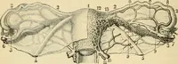 An illustration from Handbook of physiology : for students and practitioners of medicine / by Austin Flint ... with two hundred and forty-seven illustrations in the text--including four in colors--and an atlas of sixteen color-plates, including forty-eight original figures taken from actual stained microscopical preparation. (1905)