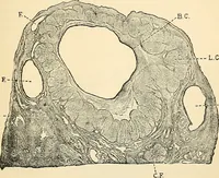 Picture 174 of 214 from Handbook of physiology : for students and practitioners of medicine / by Austin Flint ... with two hundred and forty-seven illustrations in the text--including four in colors--and an atlas of sixteen color-plates, including forty-eight original figures taken from actual stained microscopical preparation. (1905), leaf 813