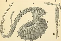 An illustration from Handbook of physiology : for students and practitioners of medicine / by Austin Flint ... with two hundred and forty-seven illustrations in the text--including four in colors--and an atlas of sixteen color-plates, including forty-eight original figures taken from actual stained microscopical preparation. (1905)