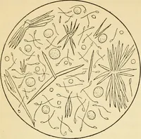An illustration from Handbook of physiology : for students and practitioners of medicine / by Austin Flint ... with two hundred and forty-seven illustrations in the text--including four in colors--and an atlas of sixteen color-plates, including forty-eight original figures taken from actual stained microscopical preparation. (1905)