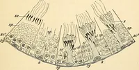 An illustration from Handbook of physiology : for students and practitioners of medicine / by Austin Flint ... with two hundred and forty-seven illustrations in the text--including four in colors--and an atlas of sixteen color-plates, including forty-eight original figures taken from actual stained microscopical preparation. (1905)
