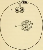 Picture 179 of 214 from Handbook of physiology : for students and practitioners of medicine / by Austin Flint ... with two hundred and forty-seven illustrations in the text--including four in colors--and an atlas of sixteen color-plates, including forty-eight original figures taken from actual stained microscopical preparation. (1905), leaf 828
