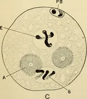 Picture 180 of 214 from Handbook of physiology : for students and practitioners of medicine / by Austin Flint ... with two hundred and forty-seven illustrations in the text--including four in colors--and an atlas of sixteen color-plates, including forty-eight original figures taken from actual stained microscopical preparation. (1905), leaf 828