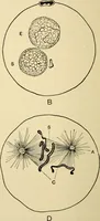 Picture 181 of 214 from Handbook of physiology : for students and practitioners of medicine / by Austin Flint ... with two hundred and forty-seven illustrations in the text--including four in colors--and an atlas of sixteen color-plates, including forty-eight original figures taken from actual stained microscopical preparation. (1905), leaf 828