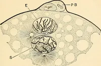 An illustration from Handbook of physiology : for students and practitioners of medicine / by Austin Flint ... with two hundred and forty-seven illustrations in the text--including four in colors--and an atlas of sixteen color-plates, including forty-eight original figures taken from actual stained microscopical preparation. (1905)