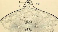 An illustration from Handbook of physiology : for students and practitioners of medicine / by Austin Flint ... with two hundred and forty-seven illustrations in the text--including four in colors--and an atlas of sixteen color-plates, including forty-eight original figures taken from actual stained microscopical preparation. (1905)
