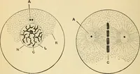 Picture 184 of 214 from Handbook of physiology : for students and practitioners of medicine / by Austin Flint ... with two hundred and forty-seven illustrations in the text--including four in colors--and an atlas of sixteen color-plates, including forty-eight original figures taken from actual stained microscopical preparation. (1905), leaf 830