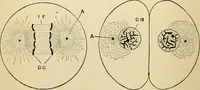 An illustration from Handbook of physiology : for students and practitioners of medicine / by Austin Flint ... with two hundred and forty-seven illustrations in the text--including four in colors--and an atlas of sixteen color-plates, including forty-eight original figures taken from actual stained microscopical preparation. (1905)