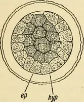 Picture 186 of 214 from Handbook of physiology : for students and practitioners of medicine / by Austin Flint ... with two hundred and forty-seven illustrations in the text--including four in colors--and an atlas of sixteen color-plates, including forty-eight original figures taken from actual stained microscopical preparation. (1905), leaf 834
