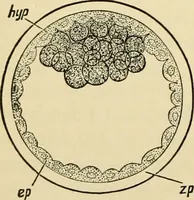 Picture 187 of 214 from Handbook of physiology : for students and practitioners of medicine / by Austin Flint ... with two hundred and forty-seven illustrations in the text--including four in colors--and an atlas of sixteen color-plates, including forty-eight original figures taken from actual stained microscopical preparation. (1905), leaf 834