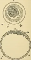 Picture 188 of 214 from Handbook of physiology : for students and practitioners of medicine / by Austin Flint ... with two hundred and forty-seven illustrations in the text--including four in colors--and an atlas of sixteen color-plates, including forty-eight original figures taken from actual stained microscopical preparation. (1905), leaf 834