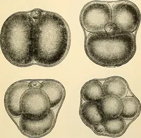 An illustration from Handbook of physiology : for students and practitioners of medicine / by Austin Flint ... with two hundred and forty-seven illustrations in the text--including four in colors--and an atlas of sixteen color-plates, including forty-eight original figures taken from actual stained microscopical preparation. (1905)