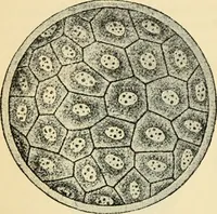 Picture 190 of 214 from Handbook of physiology : for students and practitioners of medicine / by Austin Flint ... with two hundred and forty-seven illustrations in the text--including four in colors--and an atlas of sixteen color-plates, including forty-eight original figures taken from actual stained microscopical preparation. (1905), leaf 836