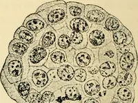 Picture 191 of 214 from Handbook of physiology : for students and practitioners of medicine / by Austin Flint ... with two hundred and forty-seven illustrations in the text--including four in colors--and an atlas of sixteen color-plates, including forty-eight original figures taken from actual stained microscopical preparation. (1905), leaf 836