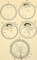 Picture 194 of 214 from Handbook of physiology : for students and practitioners of medicine / by Austin Flint ... with two hundred and forty-seven illustrations in the text--including four in colors--and an atlas of sixteen color-plates, including forty-eight original figures taken from actual stained microscopical preparation. (1905), leaf 841