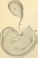 Picture 195 of 214 from Handbook of physiology : for students and practitioners of medicine / by Austin Flint ... with two hundred and forty-seven illustrations in the text--including four in colors--and an atlas of sixteen color-plates, including forty-eight original figures taken from actual stained microscopical preparation. (1905), leaf 845