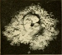 Picture 196 of 214 from Handbook of physiology : for students and practitioners of medicine / by Austin Flint ... with two hundred and forty-seven illustrations in the text--including four in colors--and an atlas of sixteen color-plates, including forty-eight original figures taken from actual stained microscopical preparation. (1905), leaf 846
