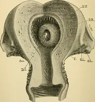 Picture 197 of 214 from Handbook of physiology : for students and practitioners of medicine / by Austin Flint ... with two hundred and forty-seven illustrations in the text--including four in colors--and an atlas of sixteen color-plates, including forty-eight original figures taken from actual stained microscopical preparation. (1905), leaf 850